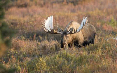 Hunting Moose May Lower Wolf Populations, Boost Caribou Numbers