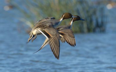 Pintail Daily Limit Increasing in 2018-’19