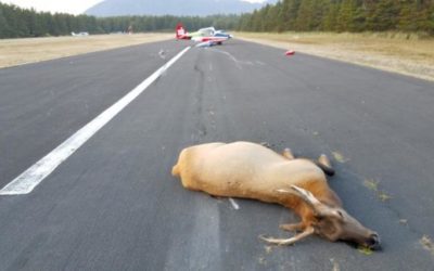 Single-Engine Plane Hits, Kills Two Elk Upon Landing