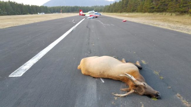 Single-Engine Plane Hits, Kills Two Elk Upon Landing