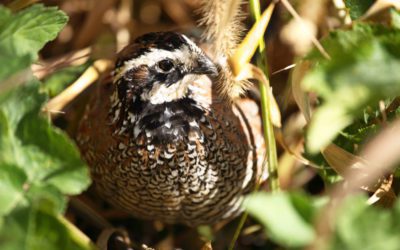 New Quail Conservation Agreement Reached