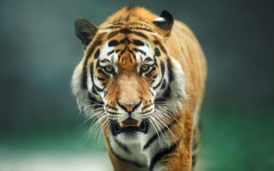 Former Circus Tiger Killed After Escaping in Georgia