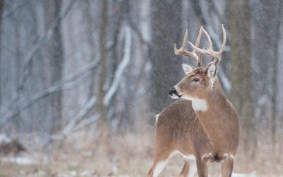 Wisconsin Eliminates Deer, Turkey Harvest Tagging in New Bill