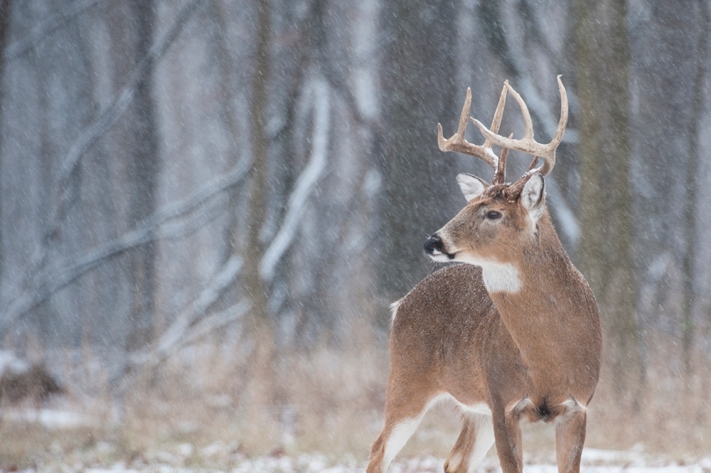 Wisconsin Eliminates Deer, Turkey Harvest Tagging in New Bill