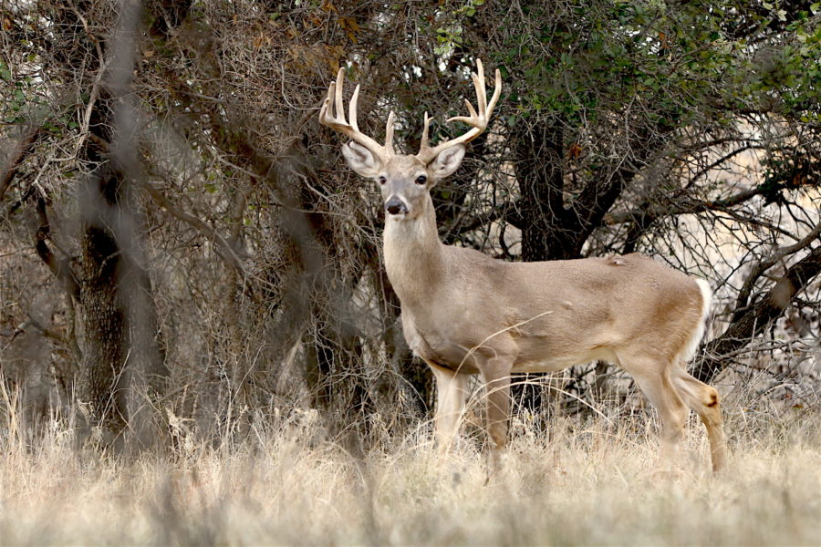 7 Reasons Culling Bucks Doesn’t Work - Sporting Classics Daily