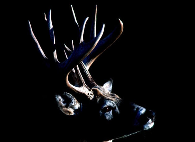 7 Reasons Culling Bucks Doesn’t Work