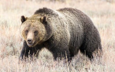 Elk Hunter Defends Kill Against Grizzly Intruder