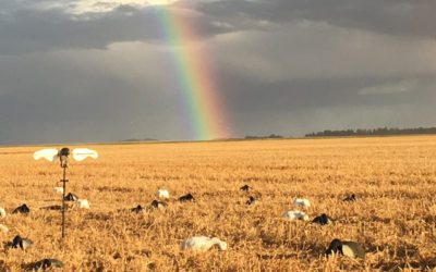 The Gold at the End of the Rainbow