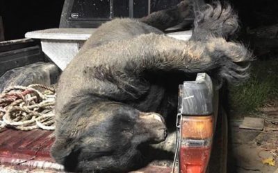This May Be the Largest Black Bear Ever Taken in Georgia