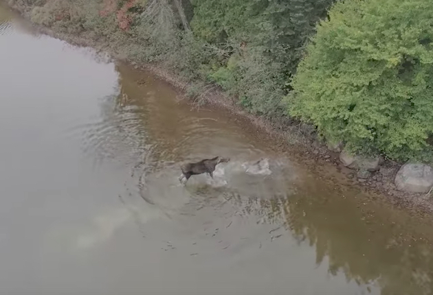 Watch: Moose vs. Wolf via Drone | Sporting Classics Daily