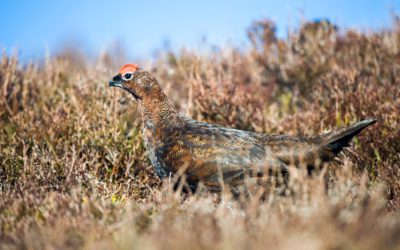 Three Generations, Pt. 2