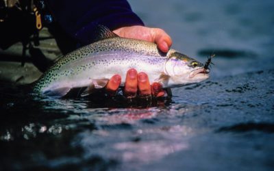 Return to Henry’s Fork