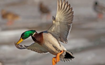 The Scottish Three-Kick Rule