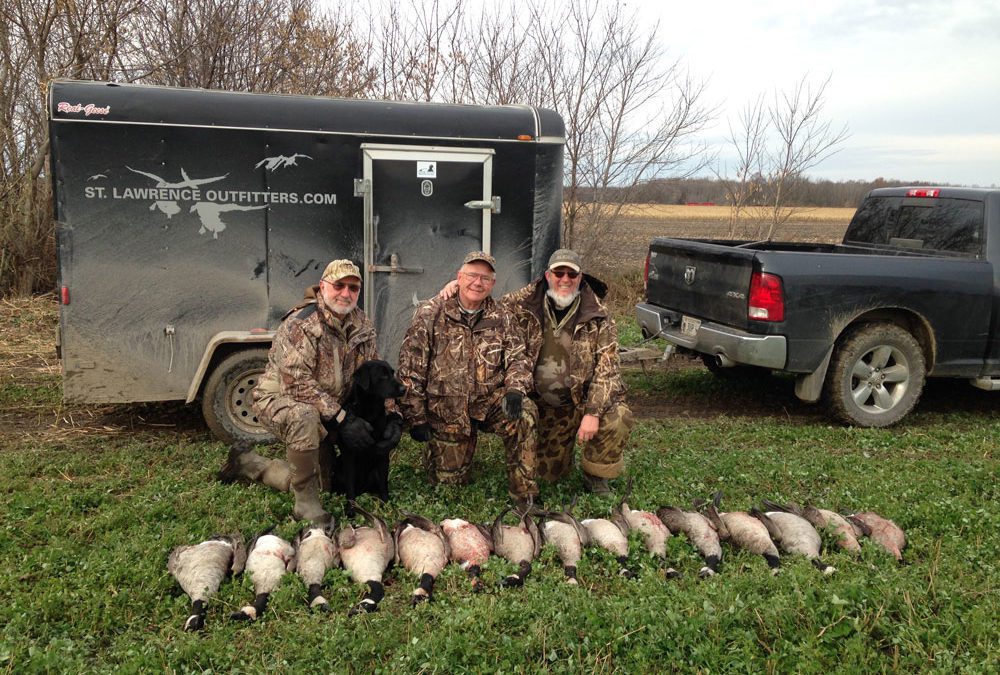 A Goose Hunt for Harley