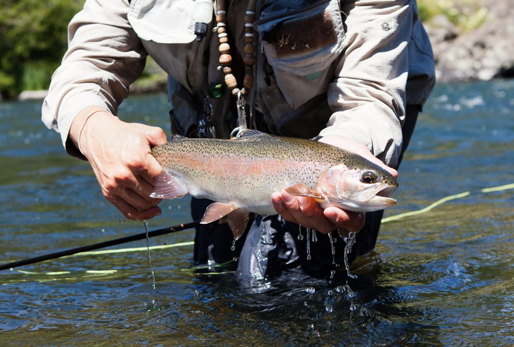 Abrams Creek Watershed - Fly Fishing Smoky Mountains