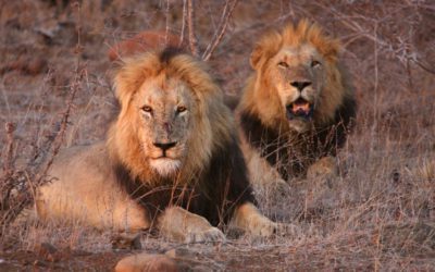 African Hunting Association Angers Many With Reversal on Captive-Bred Lion Hunting
