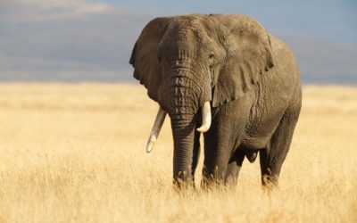 USFWS OKs Elephant Imports