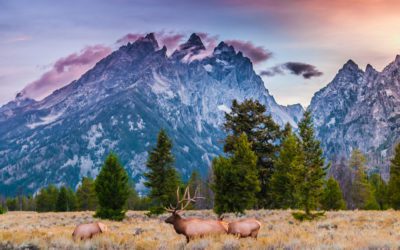 Court of Appeals Upholds Grand Teton Elk Hunt