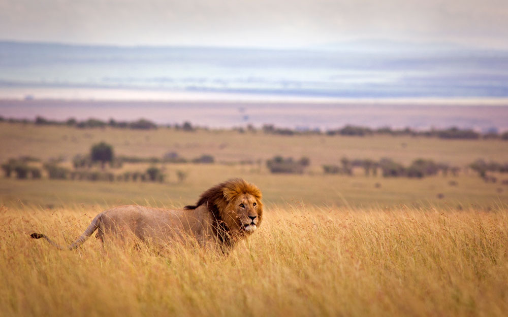 USFWS Authorizes Lion Imports from Zambia, Zimbabwe