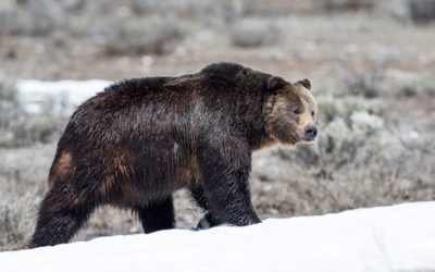 Pheasant Hunter Kills Charging Griz with 12 Gauge