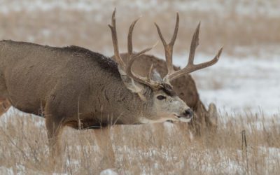 Montana Considering Special Mule Deer Hunt