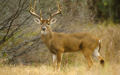 Dispatch: Everything I Could Have Asked For