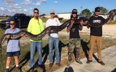Florida Man Kills 17-Foot Python
