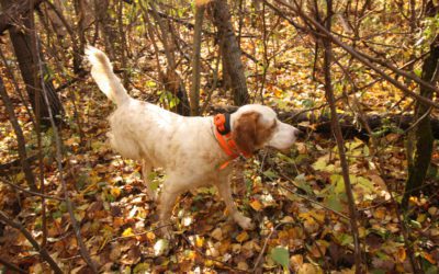 Old Dogs & New Tricks