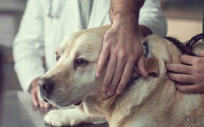 Gundog Rescued After Retrieving Stranger’s Pheasant