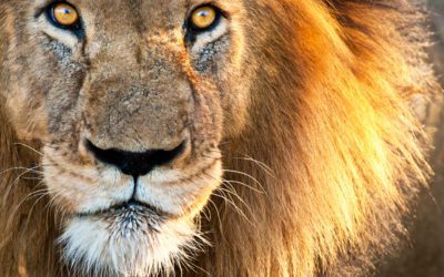 Big Game on the Dark Continent