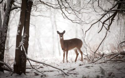 A Doe in the Snow