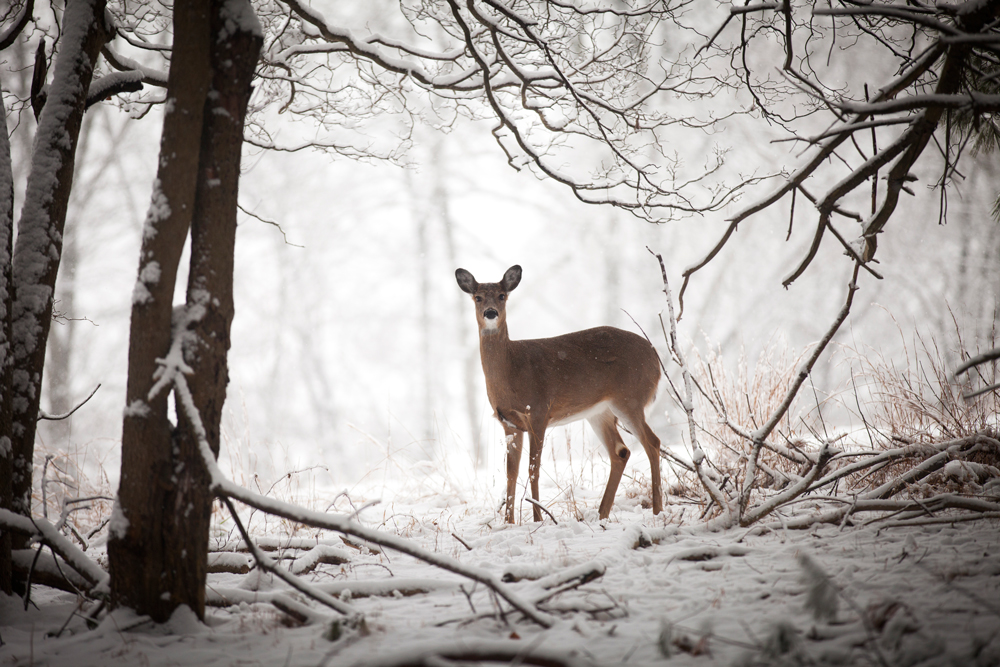 A Doe in the Snow