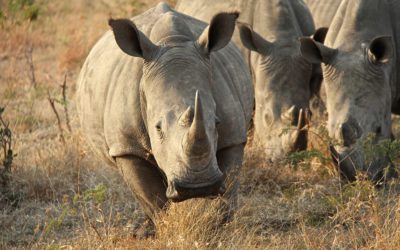 Genetics Being Used to Combat Poaching