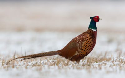 Women’s Winter Ringneck Challenge