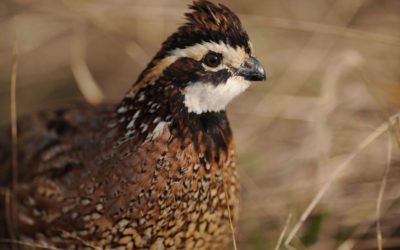 Listen: Quail Hunting at Uncle Versie’s