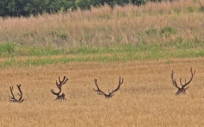 Roosevelt’s Game Preserve