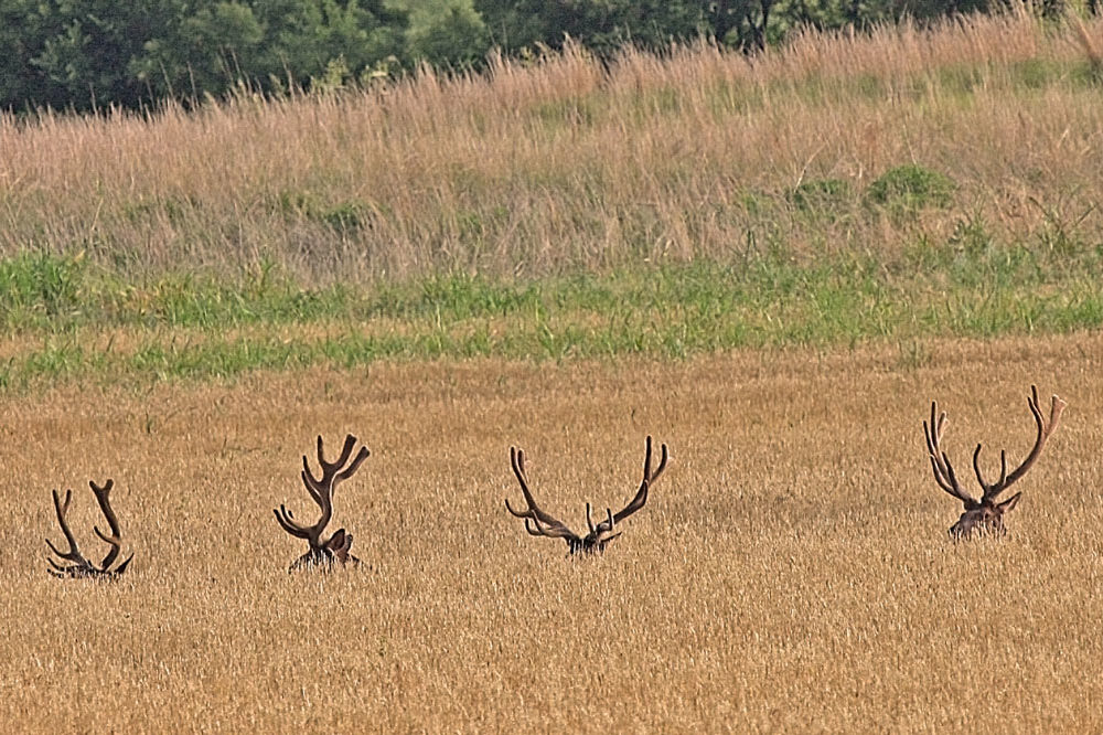 Roosevelt’s Game Preserve