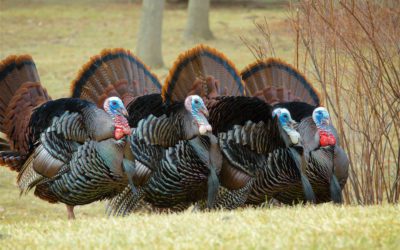 North Dakota Fall Turkey Hunting Applications Due September 2