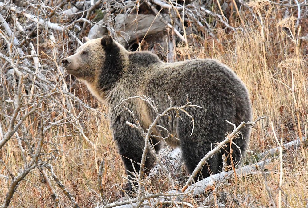 Wyoming Inches Toward Grizzly Season