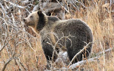 Wyoming Inches Toward Grizzly Season