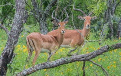 South Texas’s Lucky Three 7s
