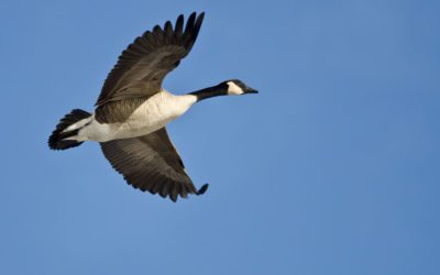 Dead Goose Falls, Knocks Hunter Unconscious