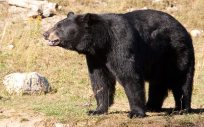 Utah to Offer More Black Bear Permits