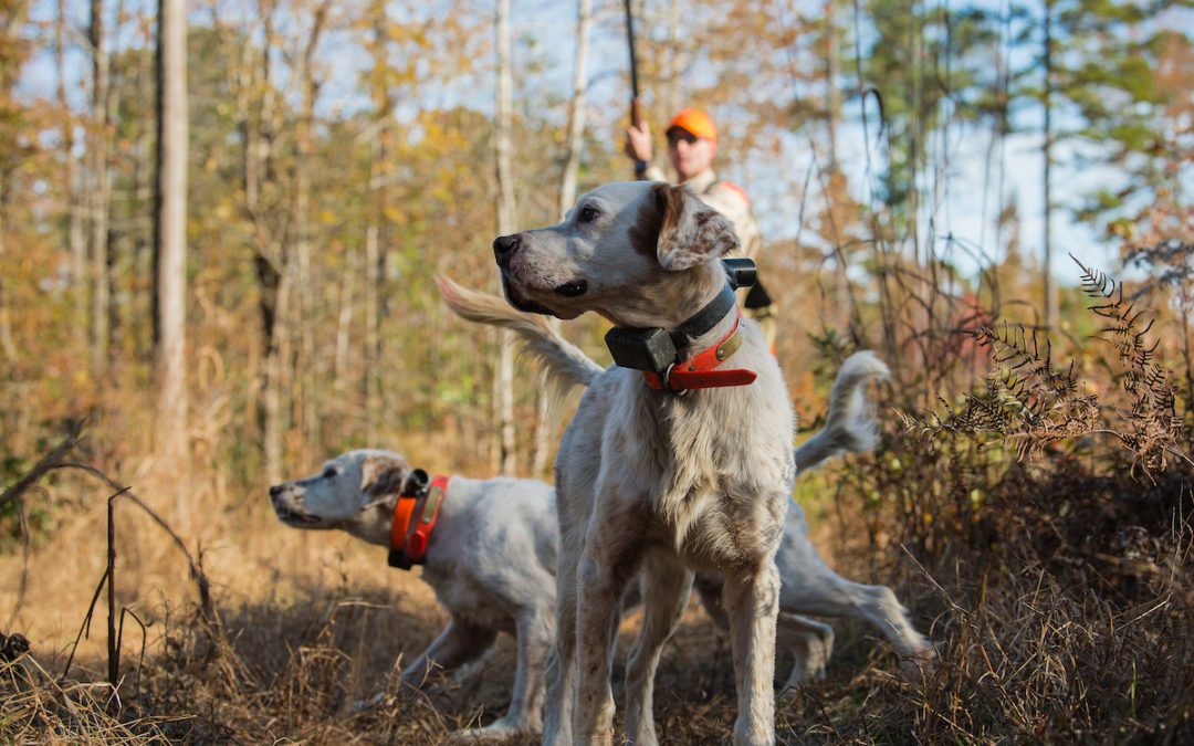 The Webb Farm Named 2018 Hunting Lodge of the Year