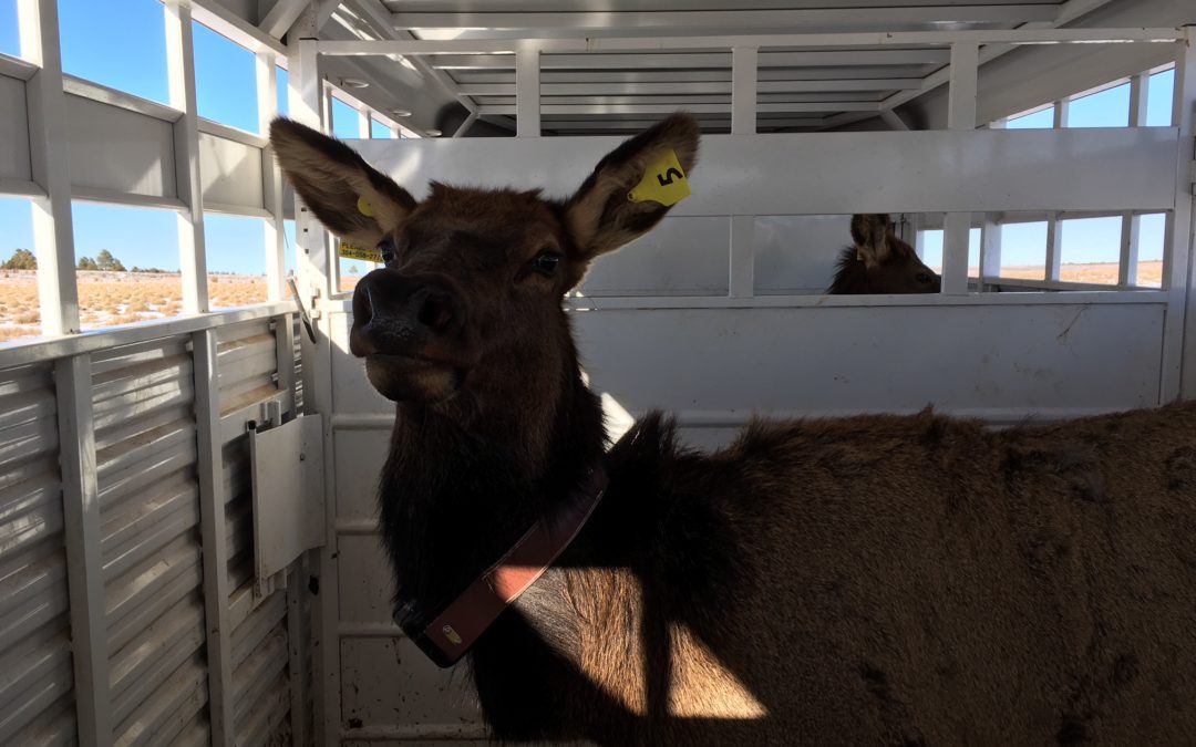 Arizona Elk Arrive in West Virginia