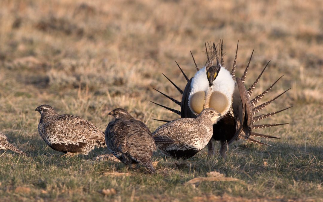 Sage-Grouse Habitat Underfire