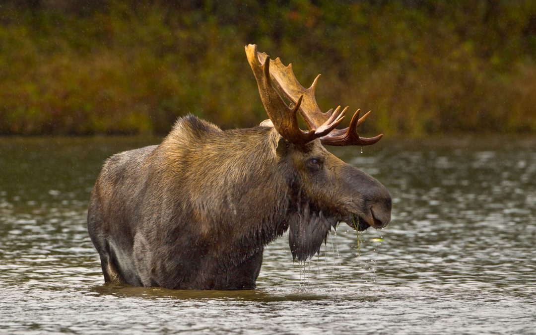 The Numbers Are In – Maine Moose Hunters Win!