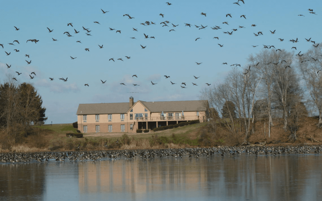 Chesapeake Waterbirds at Risk