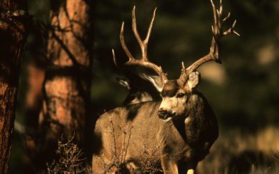 New Mexico Mule Deer Hunt Raffle