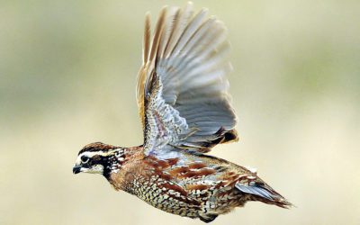 Worm Eats Bird: Quail Parasites